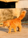 Persian cat